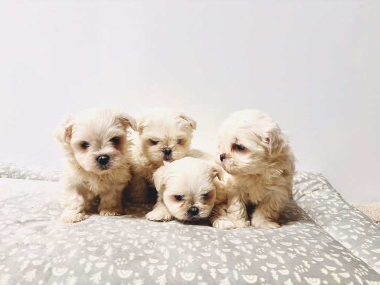 3 boy Maltese puppy’s 
