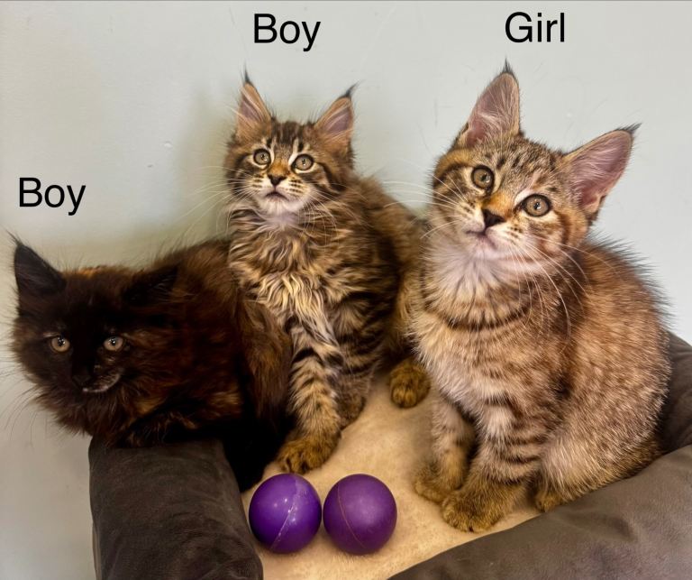Half Pedigree Maine Coon kittens 