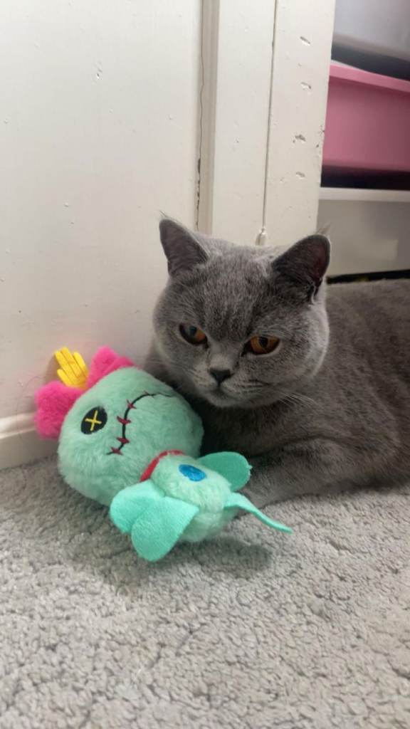 British shorthair female 2 years old 