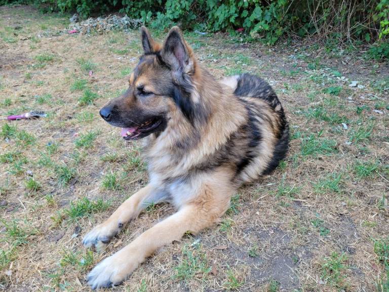 4yr old German shepherd 