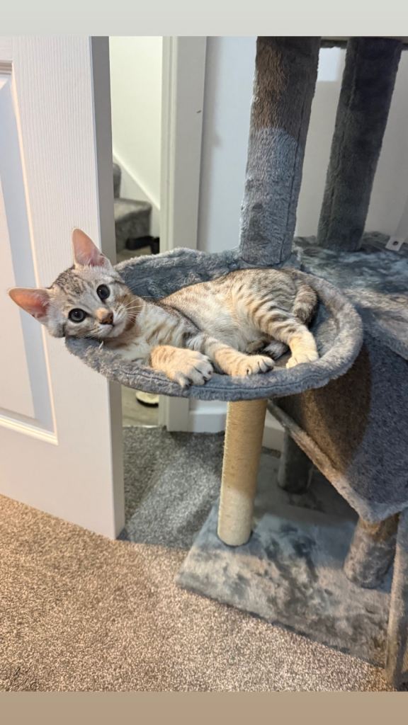 17-Week-Old Bengal Kitten – Vaccinated, Litter Trained, Accessories Included