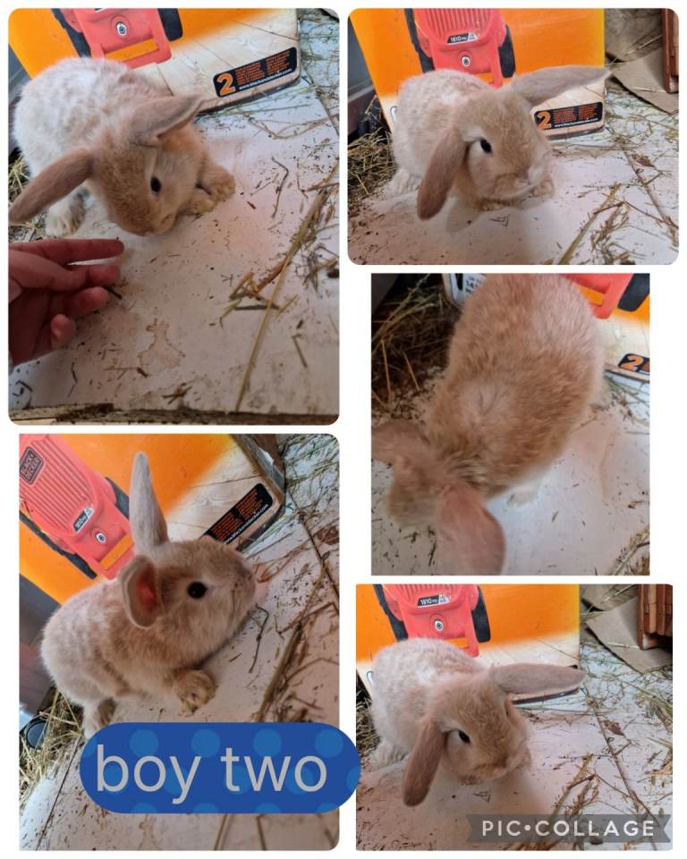 1 left beautiful litter of dwarf lionhead cross mini lion lop 