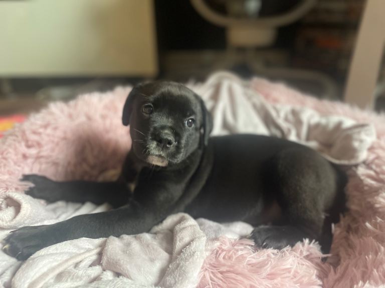 Rottweiler cross with cane corsO REHOME