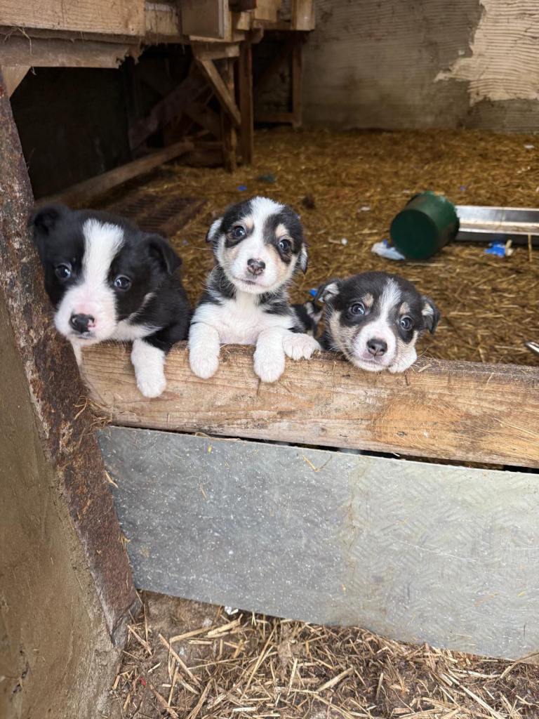 Collie pups 