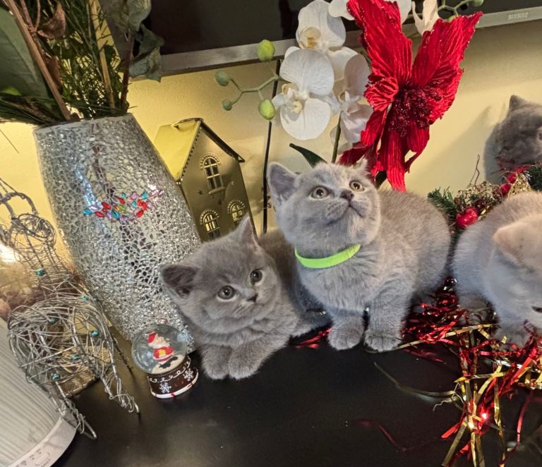 Amazing pure British shorthair kittens, London
