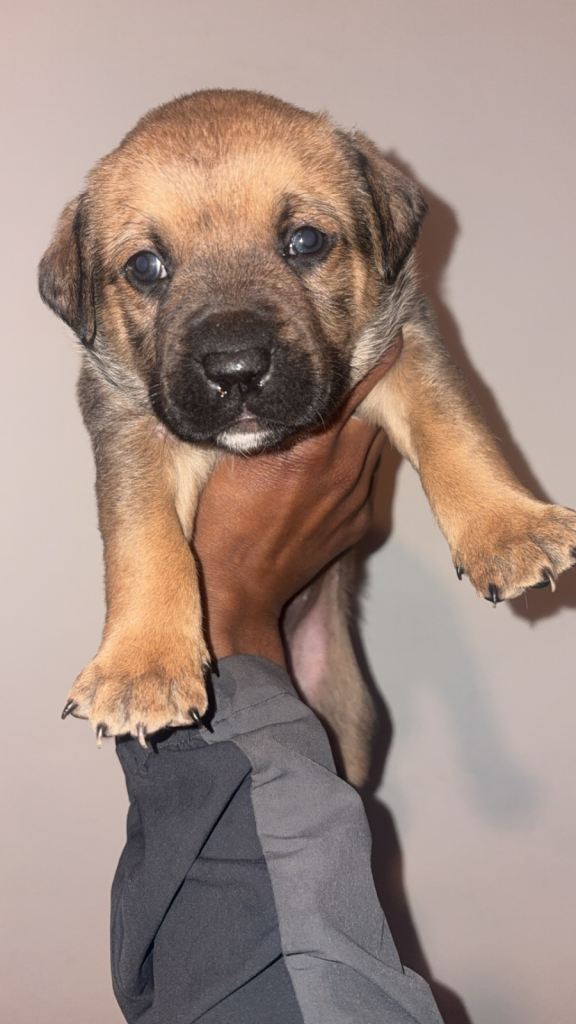 Lovely presa canario puppy’s 