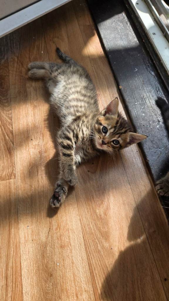Kittens 