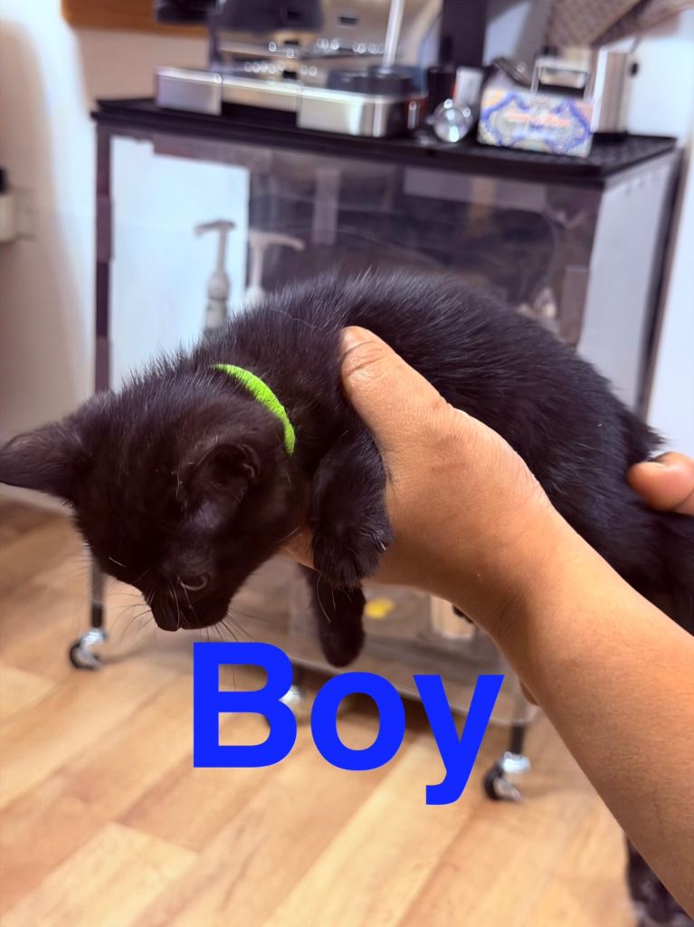 Russian blue kittens