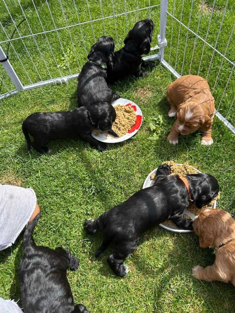 For Sale Sprocker Spaniel Puppies