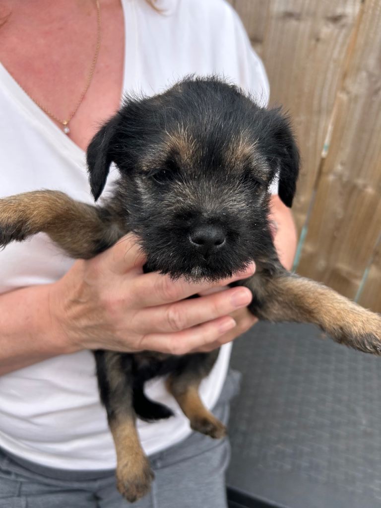 Full Border terrier puppies 