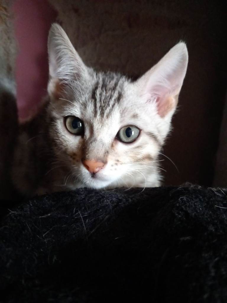 ✨Bengal Kittens Ready 17th June✨