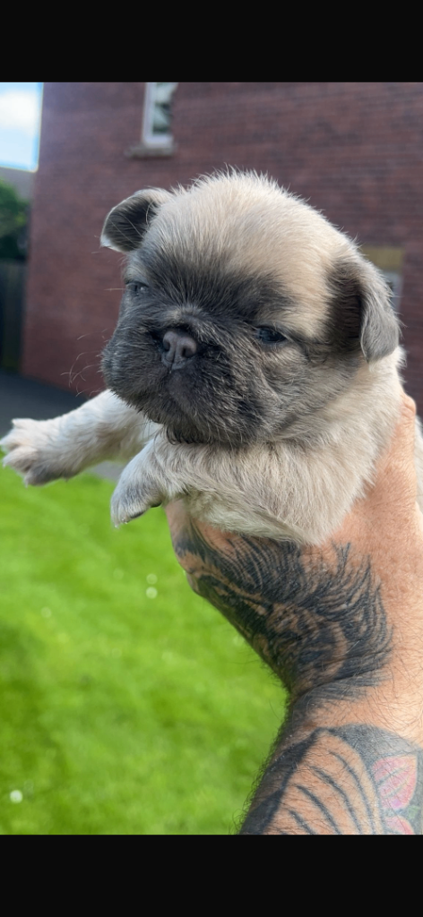 Last female French bulldog pup