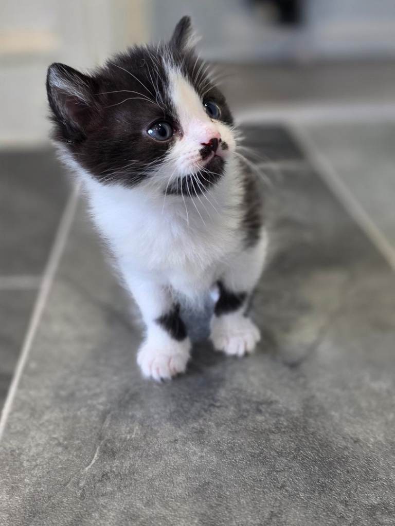 *ONE LEFT* Beautiful Kittens ready to leave may 16th