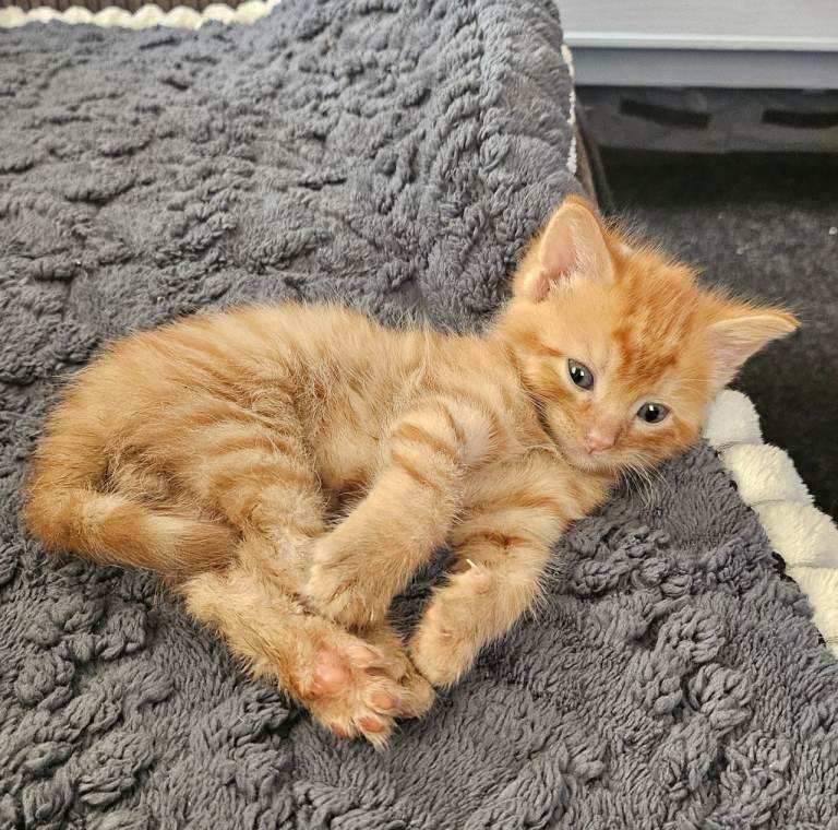 Kittens ready 26th july, wakefield, pontefract