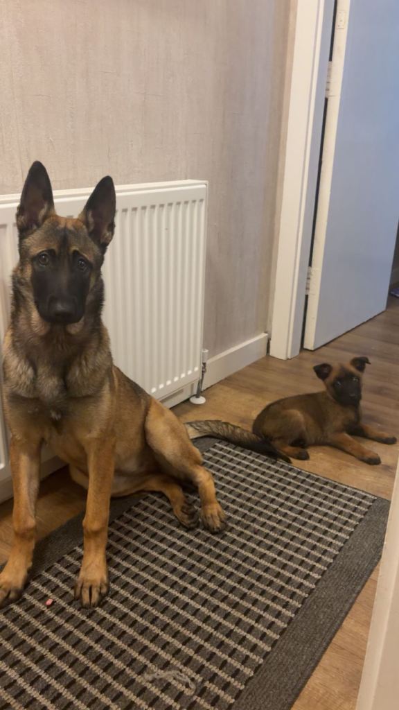 Belgian mallonis puppy 