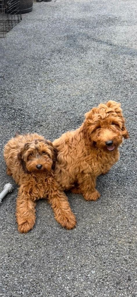 Cockapoo for sale 