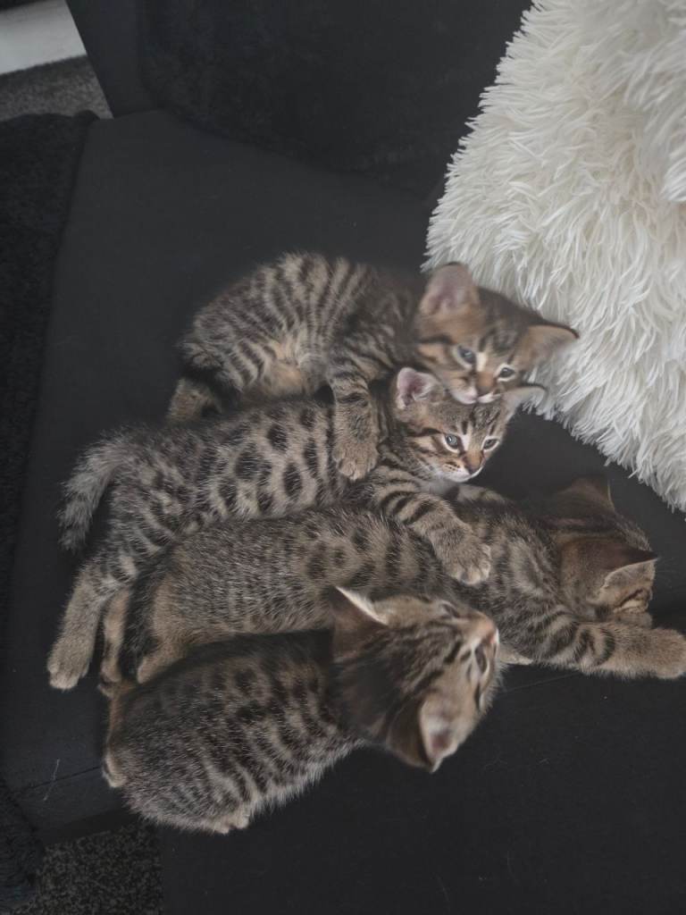 Gorgeous rare domestic breed Sokoke Kittens