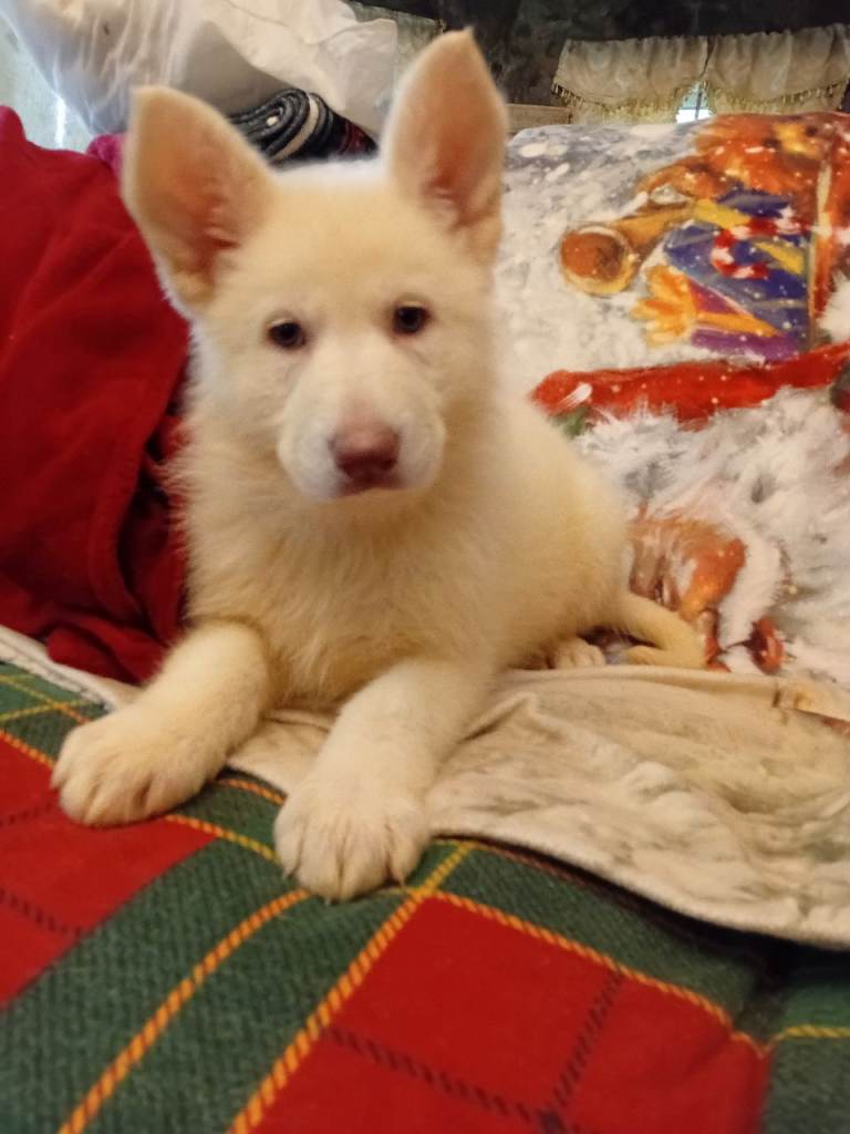 One white snowball diva with vivid blue eyes