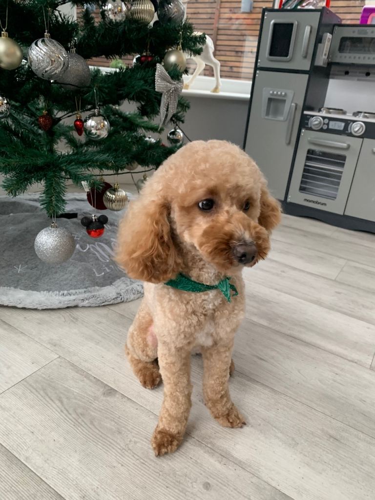 Our Dog Daisy for sale 