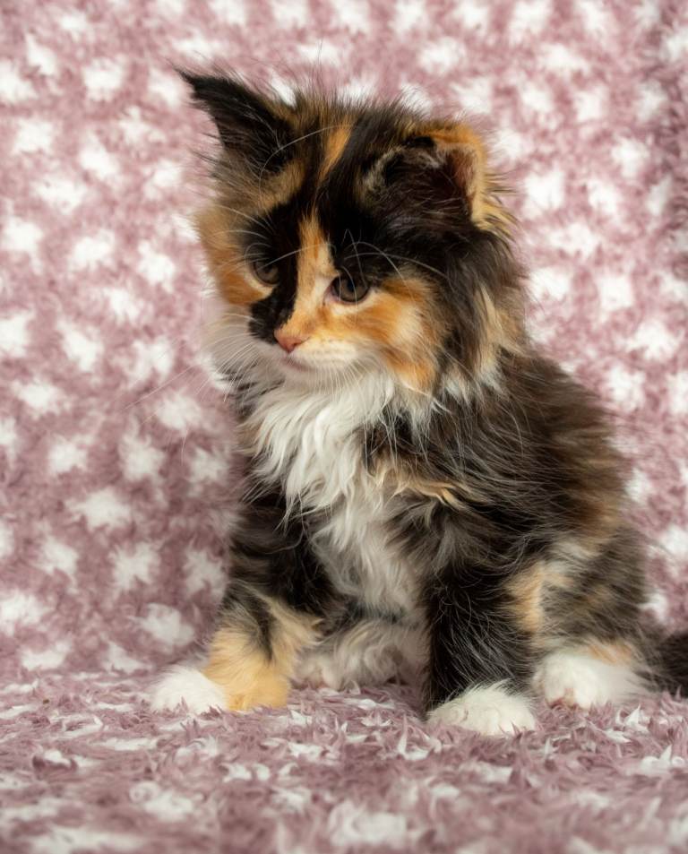 Maine Coon Female Kittens ready now