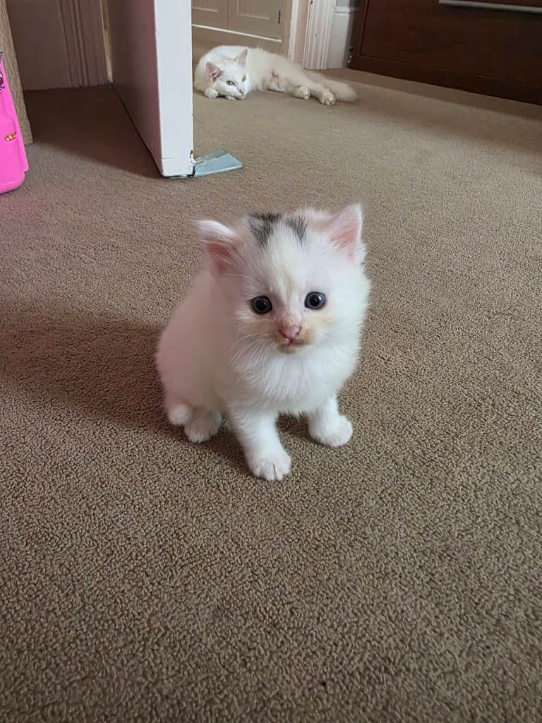 Turkish Van kittens