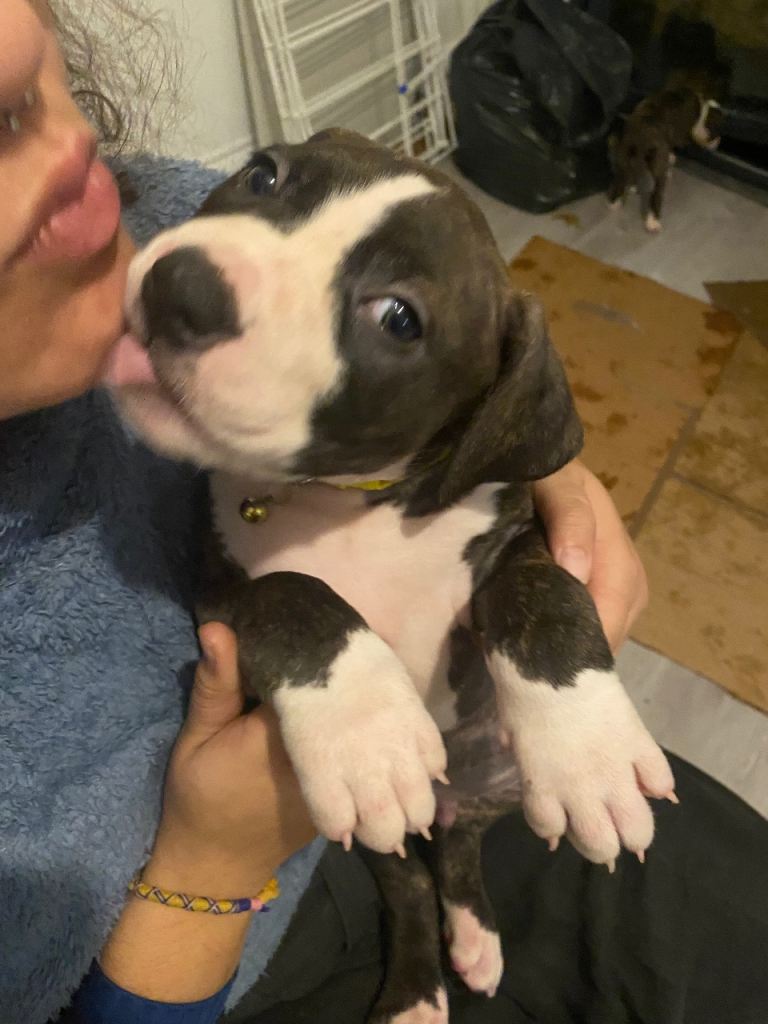 Beautiful Scott American Bulldog x Staffy