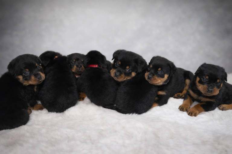 🐾 Beautiful Rottweiler Puppies