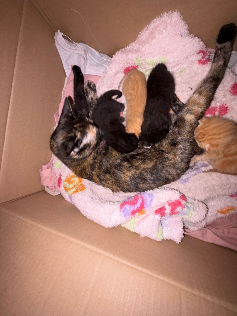 Gorgeous Mixed Litter of Ginger and Black Kittens!