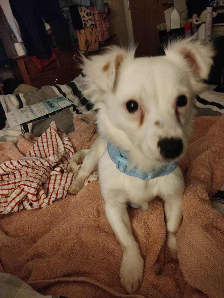 Dog