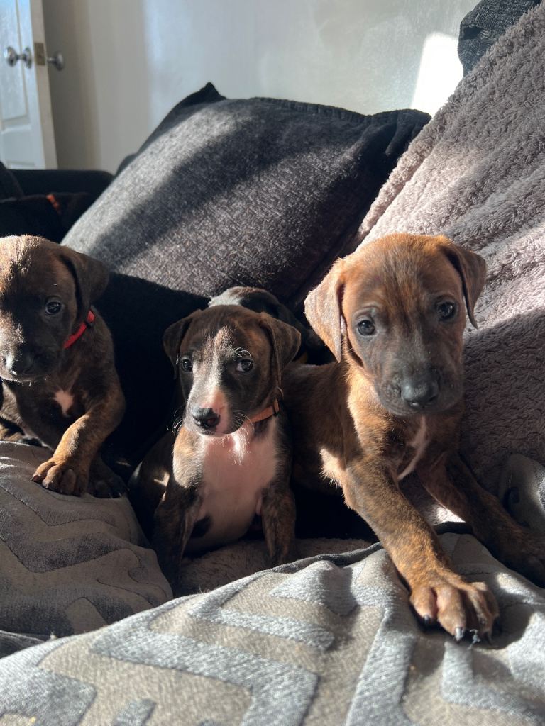 Rhodesian Ridgeback x Bull Lurcher Puppies