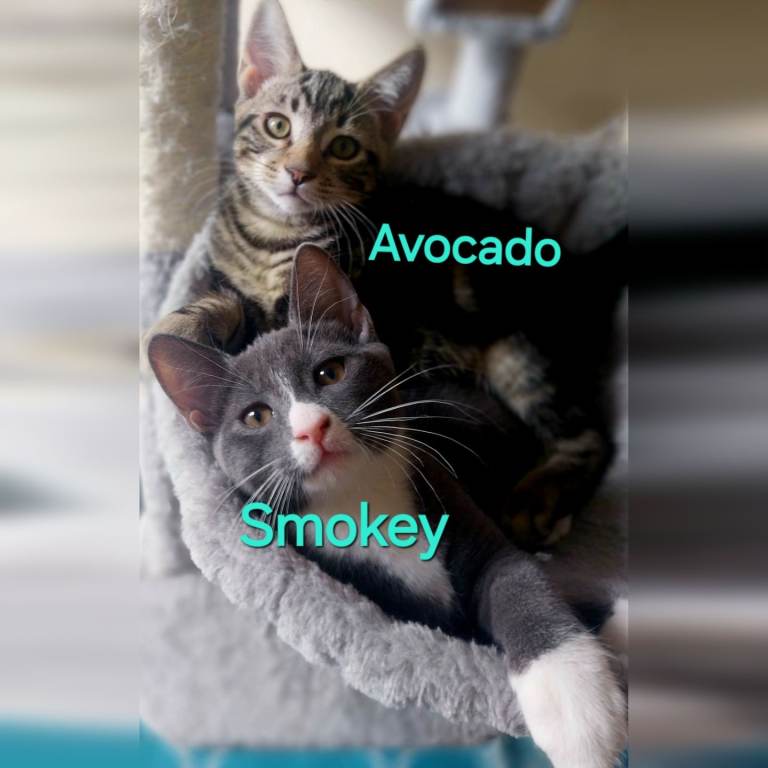 Playful kittens looking for loving home