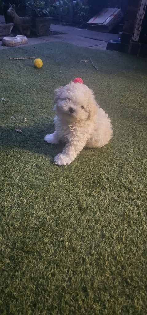 Lovellt litter of puppies- fully vaccinated and chipped