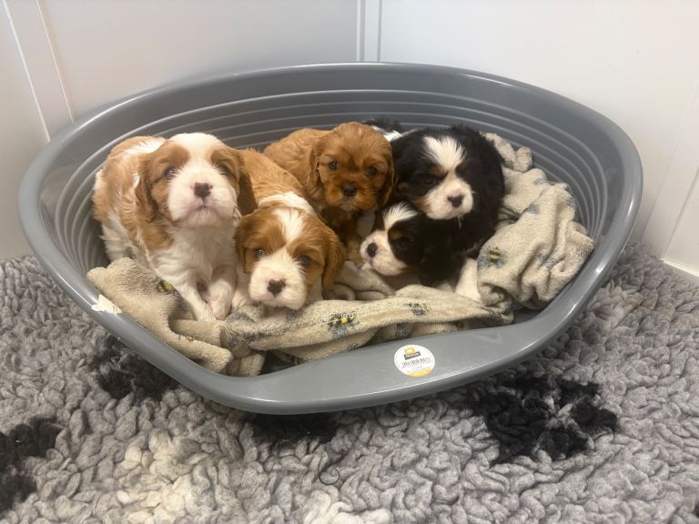 Beautiful cavalier king Charles spaniel puppies 