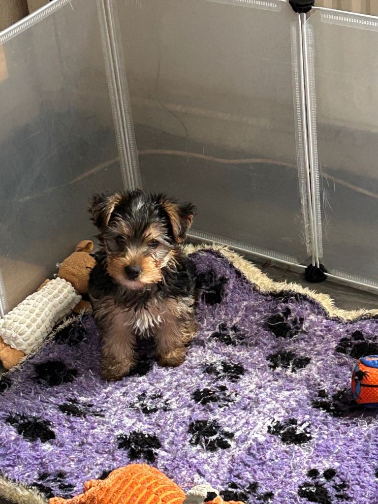 Yorkshire terrier puppies 