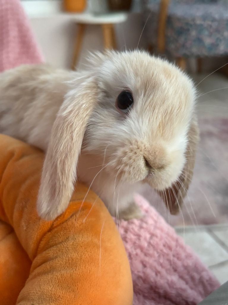 Mini lop + Netherland dwarf/vaccinated/ raises indoors 