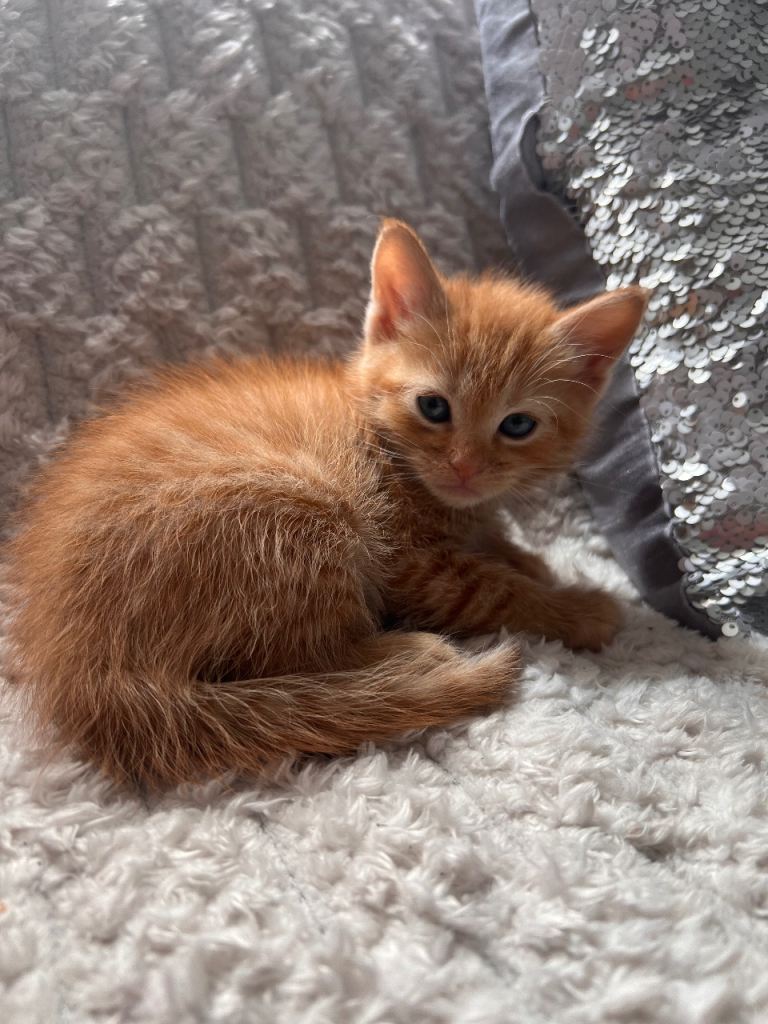     Adorable British Shorthair Mix Kittens