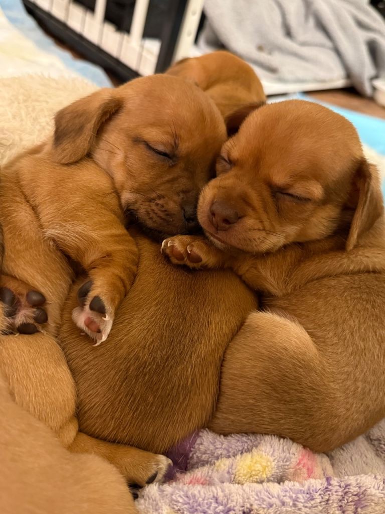 Chiweenie puppies
