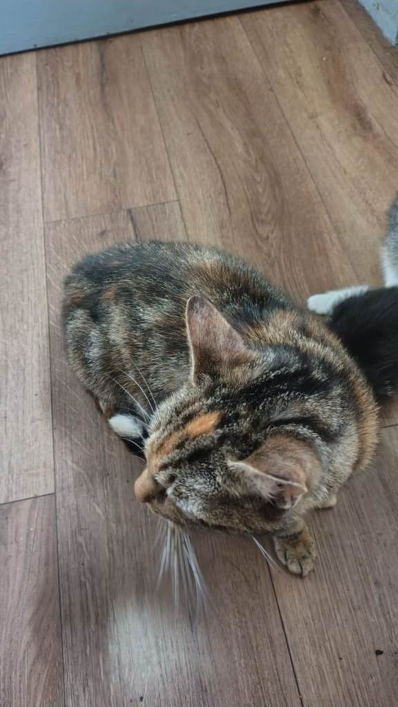 Mother Cat with 4 X 5 weeks old lovely kittens for sale