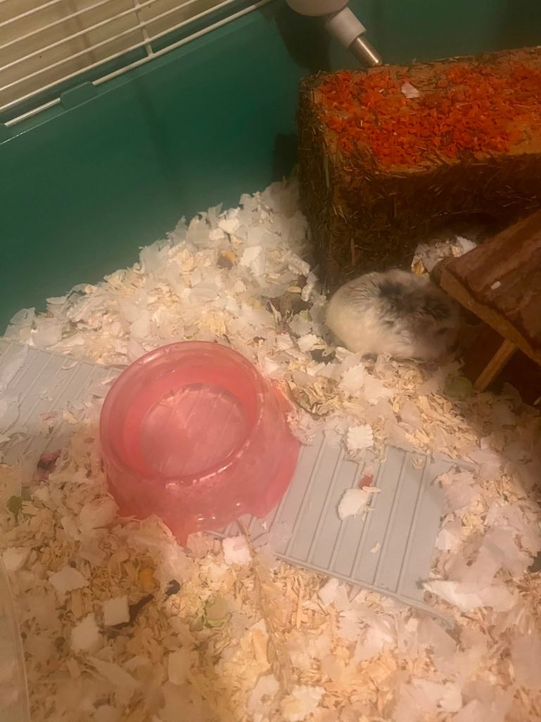 Dwarf hamster