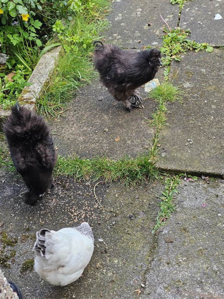 2 silkie cockerels and 1 Sussex bantam hen