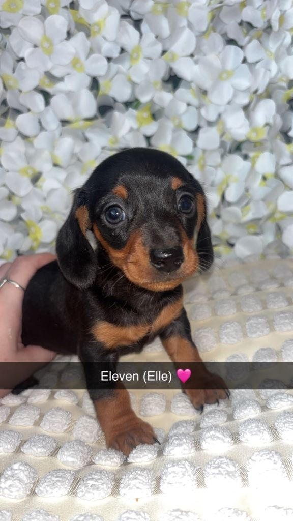 Miniature Dachshund Puppies