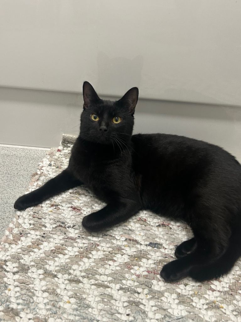 Home for kitkat - adopted pending new owner collection 