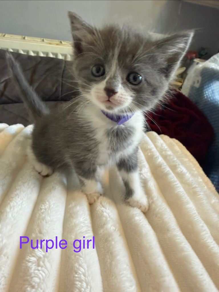 Kittens for their new home 
