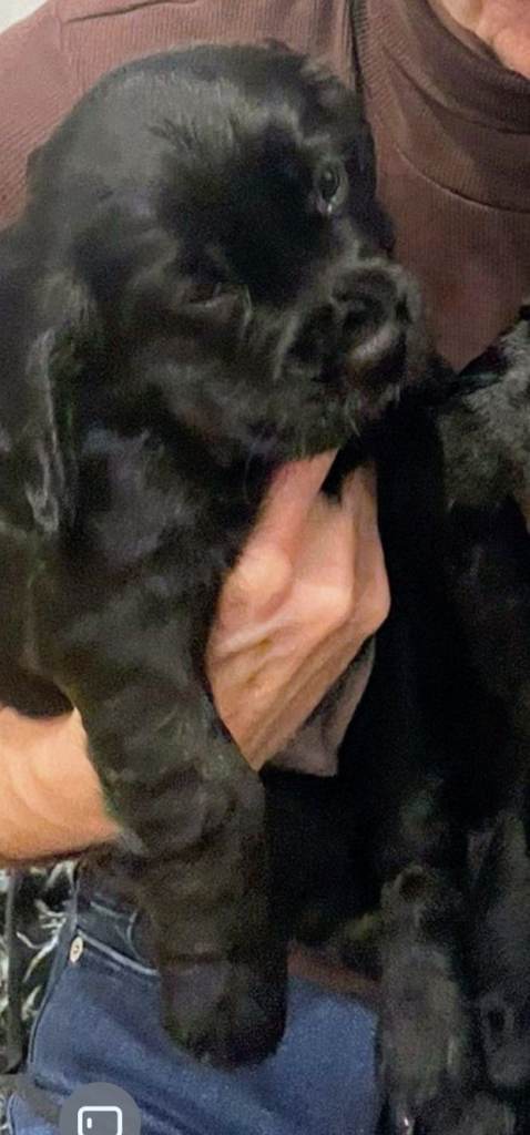 KC REGISTERED STUNNING BLACK COCKER SPANIEL 