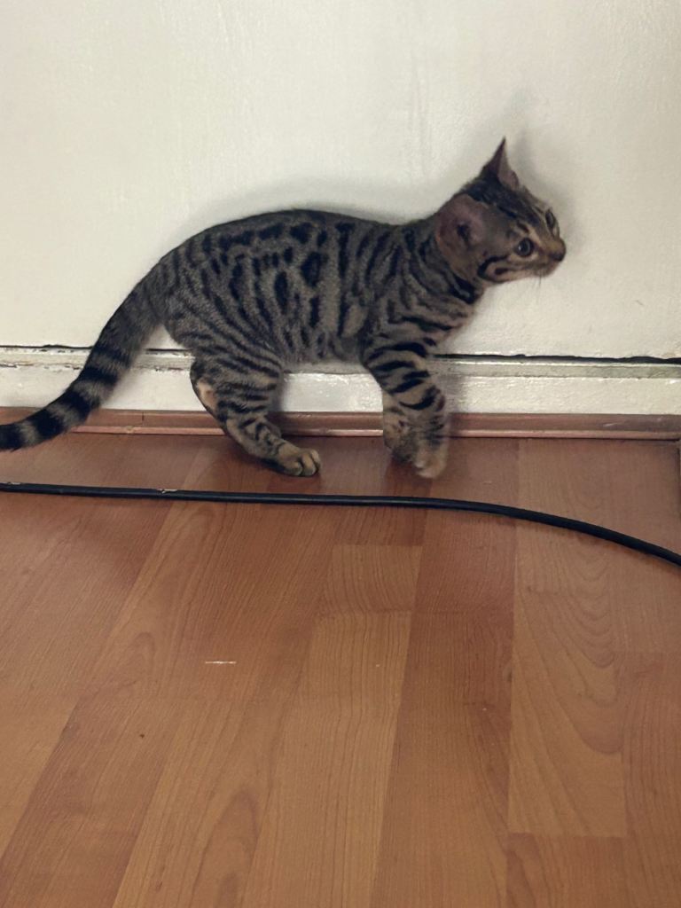 Bengal kitten (pure)