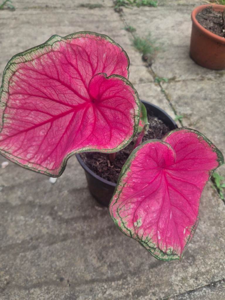 Beautiful Pink Caladium Plant in Pot