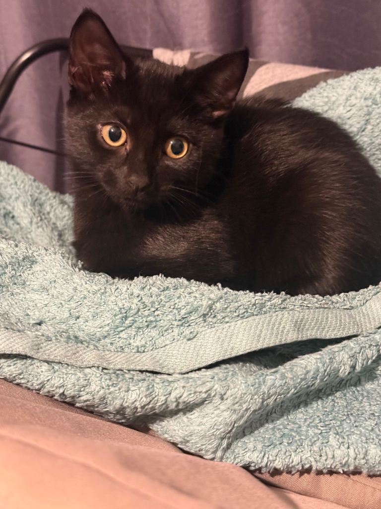 2 male kittens for sale 