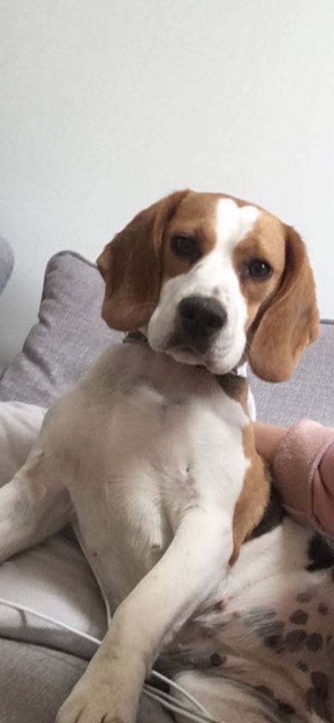 Beagle Female - 8yo - Good With Other Animals & Children