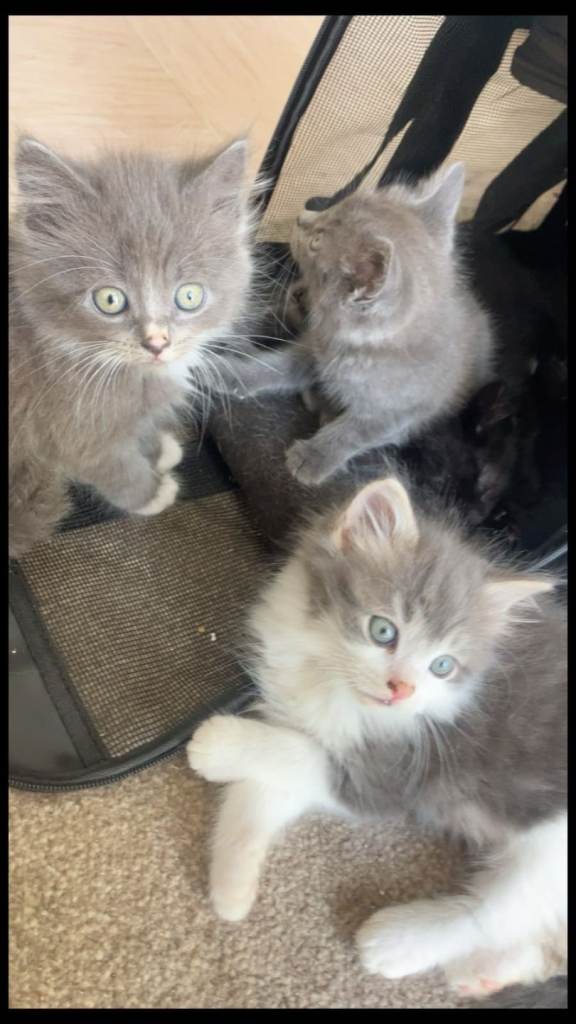Stunning mixed litter of 11 kittens 