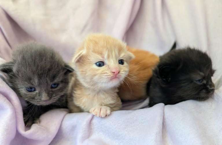 Pretty British Blue x  Fluffy and gorgeous kittens.  Microchipped. PRICES VARY